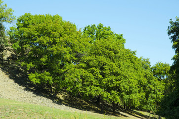 Fototapeta na wymiar Дубовые деревья растут на склоне.