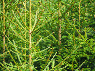 Naklejka premium young Christmas trees