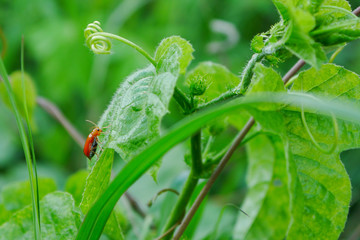 Ladybug Over Green Background
