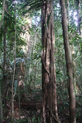 Guyane - Camp Cariacou