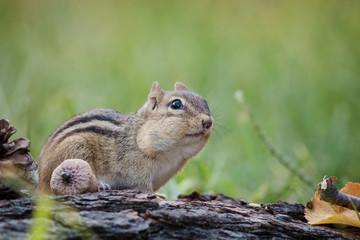 Adorable and cute Eastern Chipmunk (Tamias striatus) looks attentive in a woodland autumn scene