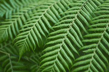 Fresh green ferns background