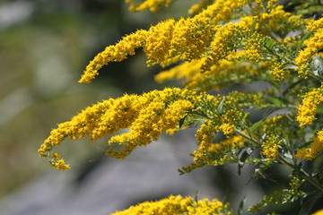 Goldenrod