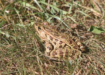 Leopard Frog 