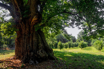 400 years old monumental chestnut tree in Roero, Italy