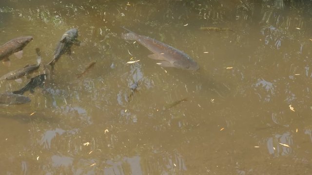 Common domesticated Koi carp in the pond 4K 2160p 30fps UltraHD footage - Cyprinus carpio fish mixed species relaxing background in nature 3840X2160 UHD video 
