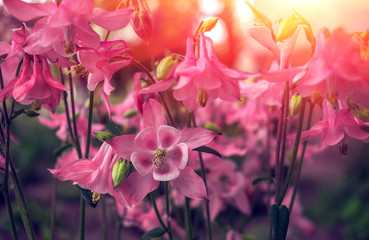 Obraz na płótnie Canvas Wild pink flower bell on a blurred background