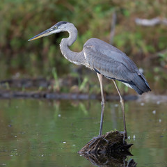 Great Blue Heon in North Point State Park, Maryland