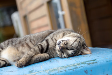 The cat is on the table In the background blurred colorful cute cats close up.selective focus
