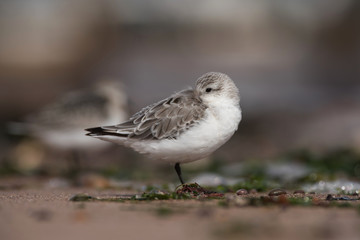 Sanderling, Calidris alba