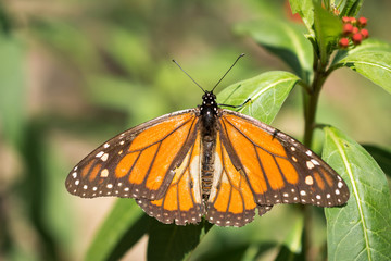 Fototapeta na wymiar La mariposa Monarca abrió sus alas.