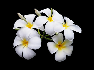 Fototapeta na wymiar White plumeria flower isolated