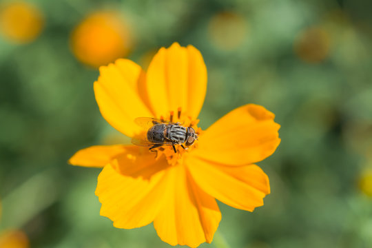 La mosca está en lo alto de la flor comiendo el polen.