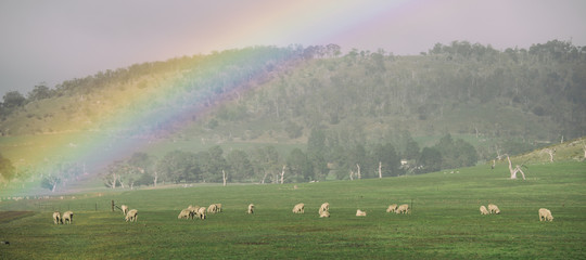 Obraz premium Sheep on the farm during the day in Tasmania.
