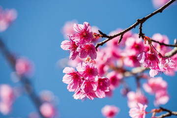 Cherry blossoms on blue sky background,Prunus cerasoides on blue sky background, Wild himalayan cherry in thailand on blue sky background ,Pink flowers on blue sky background, Selective focus