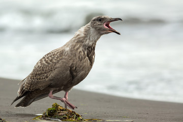 Pacific Gull shows aggression on ocean.
