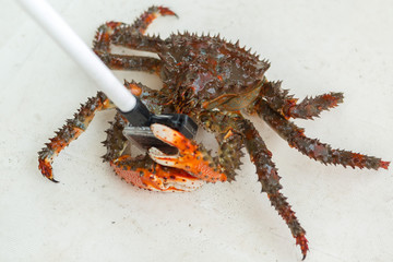 King crab is fighting for right to privacy.