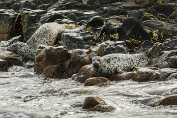 Pusa is a genus of earless seals.