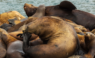 Rookery Steller sea lions. Island in Pacific Ocean near Kamchatka Peninsula.