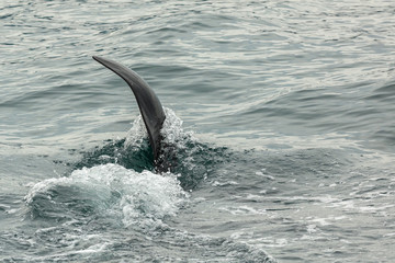Fototapeta premium Killer Whale - Orcinus Orca in Pacific Ocean. Water area near Kamchatka Peninsula.