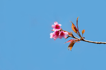 Sakura, Cherry blossoms on blue sky background, Pink flowers on blue sky background, Selective focus