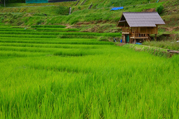 Fototapeta na wymiar cottage in rice field,Mae Chaem, Chiang Mai, thailand