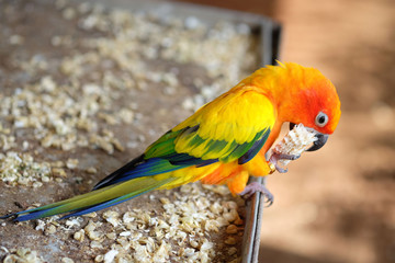 parrot