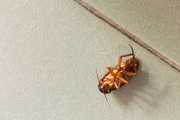 Dead cockroaches on floor.