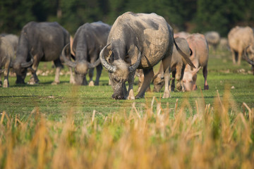 Obraz premium Herds of buffalo in countryside,Thailand