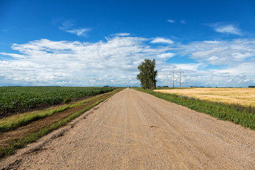 Gravel road through farm fields in rural North Dakota on a summer day. 