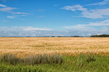 Wheat field in North Dakota on a summer day. 