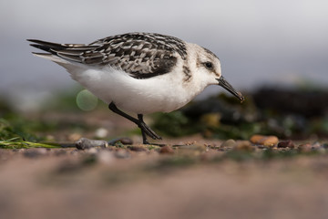 Sanderling, Calidris alba