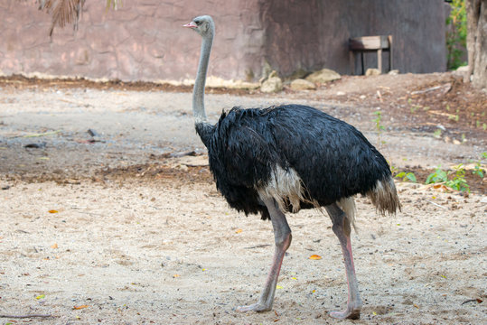 The Ostrich in Zoo.