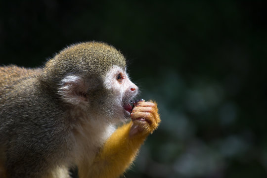 El mono ardilla come ciruela.