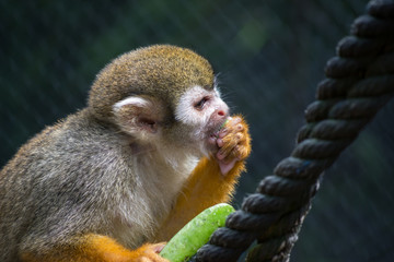 El mono ardilla come frutas sentado en la soga. 