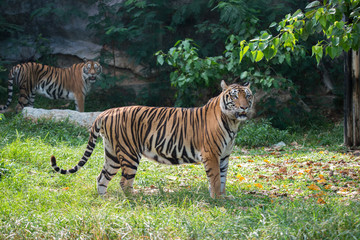 Bengal Tiger or Asian tiger in the zoo, Selective focus
