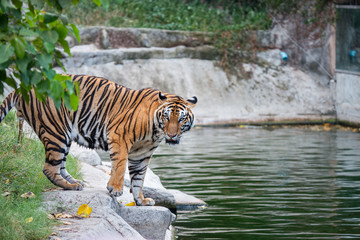 Fototapeta na wymiar Bengal Tiger or Asian tiger in the zoo, Selective focus