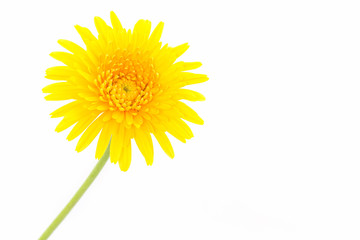 Closeup a yellow gerbera daisy flower.