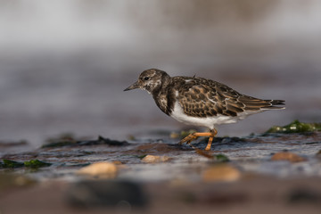 Ruddy Turnstone, Turnstone , Arenaria interpres