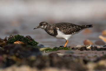 Ruddy Turnstone, Turnstone , Arenaria interpres