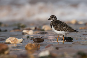 Ruddy Turnstone, Turnstone , Arenaria interpres