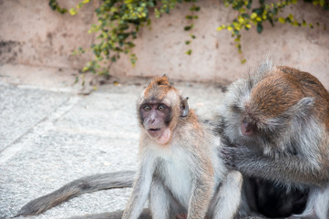 the mother monkey to scratch his baby finding louse. soft focus