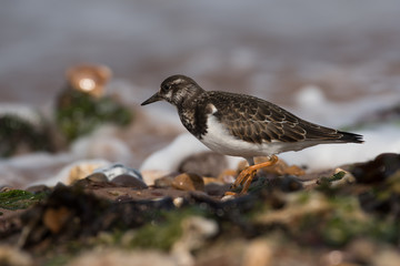 Ruddy Turnstone, Turnstone , Arenaria interpres