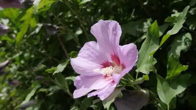 Beautiful Hibiscus syriacus pink flower bud hidden in the shrub 4K 2160p 30fps UltraHD footage - Common rose of Sharon Malvaceae plant branch 3840X2160 UHD video 