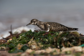 Ruddy Turnstone, Turnstone , Arenaria interpres