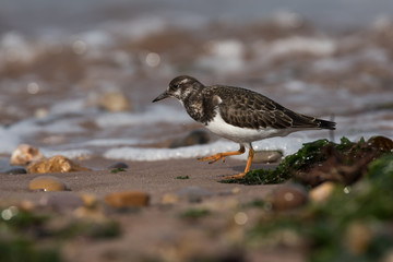 Ruddy Turnstone, Turnstone , Arenaria interpres