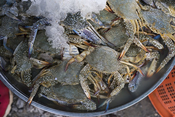 Fresh flower crab, Blue swimmer crab, Blue manna crab, Sand crab, Portunus pelagicus on ice in a local market in Thailand