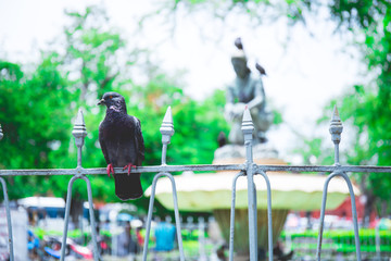 bird