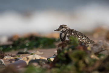 Ruddy Turnstone, Turnstone , Arenaria interpres