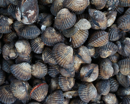 Background and texture of fresh cockle shell, Shell with black and white color ready for food